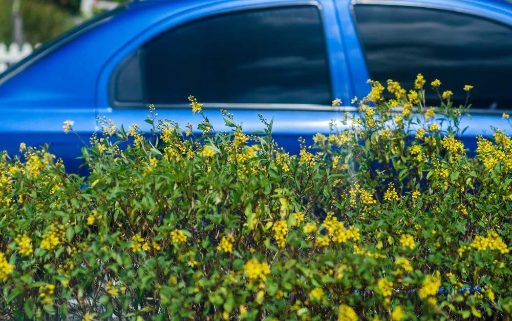 How Much Car Registration Renewal Costs